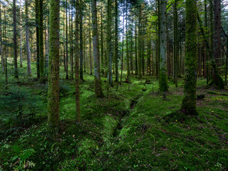 Forêt de Tanières (Vosges)