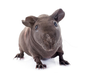 Obraz premium Hairless Guinea Pig
