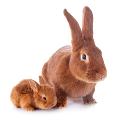 young rabbit and mother