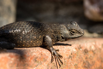 A large western Fence Lizard sits atop a brick fence.
also called by its scientific name of Sceloporus occidentalis