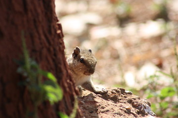 squirrel on the ground