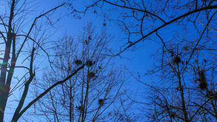 A rookery colony. Corvus frugilegus, builds its crowss nests on the bare treetops. Ornithology concept. Classic blue sky background.
