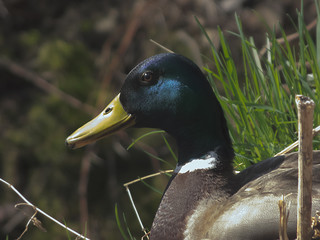 Kaczka w trawie © Leszek