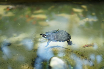 Turtle in the Water