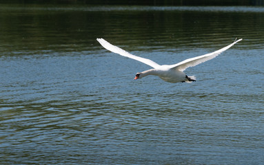 Eleganter Schwebeflug des Schwans