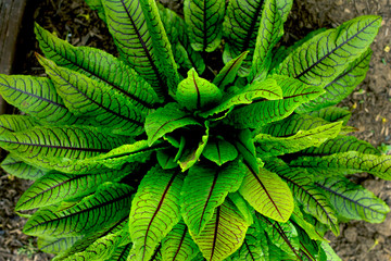 Looking straight down into center of a blood veined sorrel bush