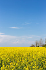 Obraz premium Landscape of a blooming yellow rapeseed field under a blue sky.