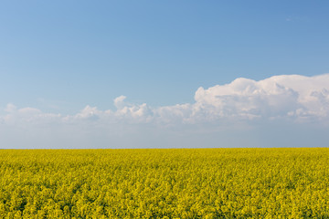 Obraz premium Landscape of a blooming yellow rapeseed field under a blue sky.