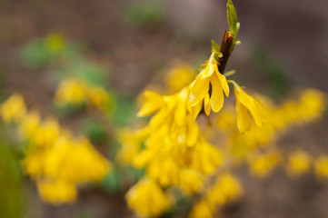 A branch with small blooming yellow Forsythia flowers.