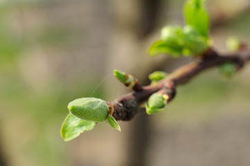 The fruit tree launches the first green leaves after the first spring warming.