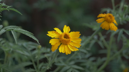 yellow flower on green background