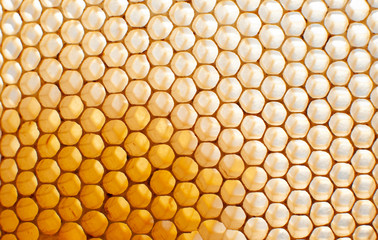 Wax bee honeycombs close-up on the clearance. Hexagonal cells stand out from the light. Bottom Gradient Dark Texture