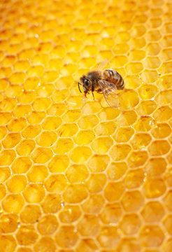 A Bee Sits On A Honeycomb And Collects Honey In A Cell. Macro Insect Yellow Texture Vertical Frame