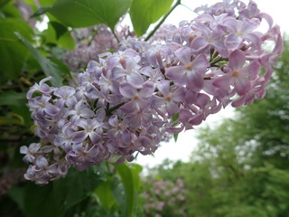 violet blossoming lilac on a green branch