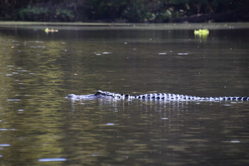 Obraz na płótnie Canvas crocodile in wildlife