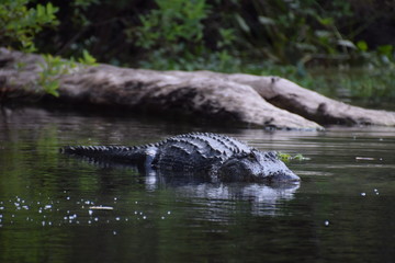 crocodile in wildlife