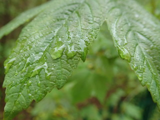 motning dew water drop on a green leaf