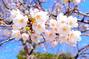 Obraz premium 桜