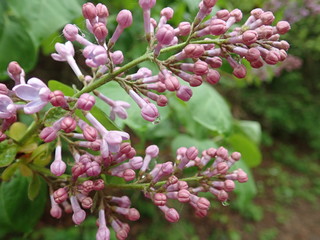 violet blossoming lilac on a green branch