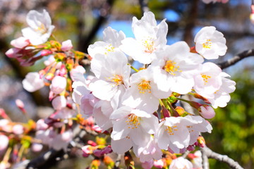 Fototapeta premium 桜