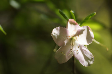 White azalea (stamens and carpel)