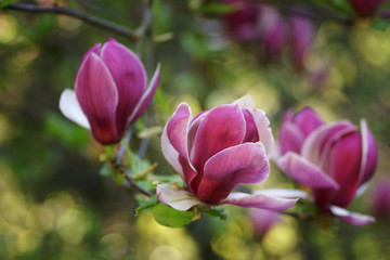 Obraz na płótnie Canvas Magnolia flowers (dark pink)