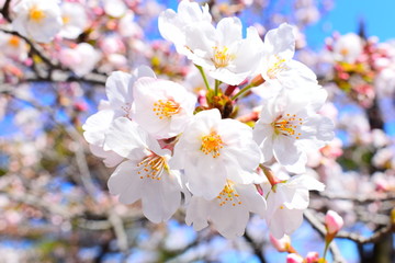 桜