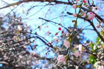花桃