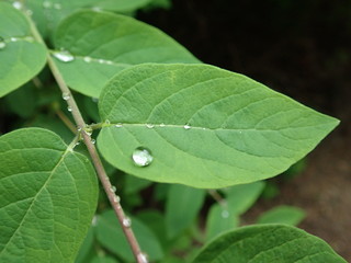 motning dew water drop on a green leaf