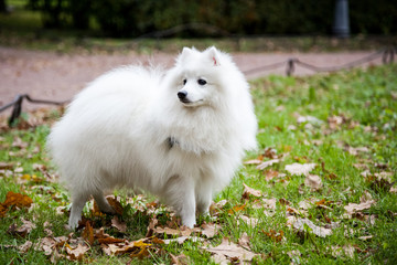 Naklejka na ściany i meble White Japanese Pomeranian walks in the Park on the grass