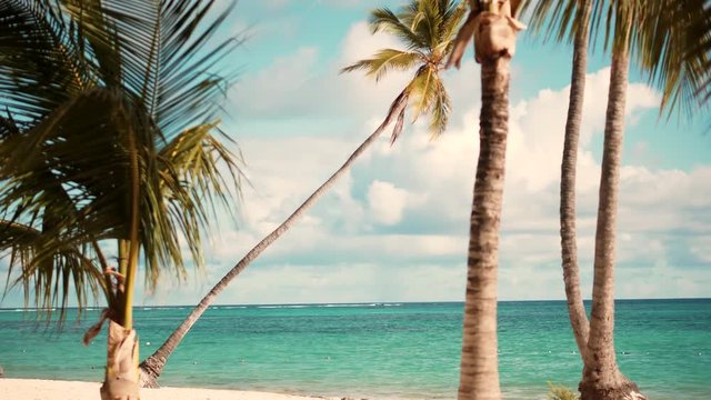 Dominican Republic Beach And Ocean. Sun Through Palm Tree Leaves On Carribean Dominican Republic.Palm Tree With Coconut Moving in The Wind On Blue Sky.Exotic Tropical Greens Palm Leaf On Maldives.