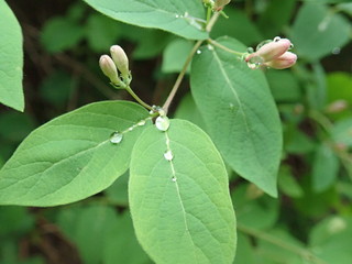 motning dew water drop on a green leaf