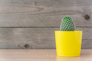 Close up of Mammillaria cactus in yellow ceramic pot on wooden background. Domestic gardening, Copy space for text.