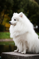 Fototapeta premium White furry Japanese Pomeranian outdoors