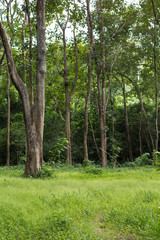 Teak Trees in Thailand precious hardwoods one of the last major areas of tropical forest in Asia	