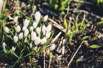 Beautiful blooming crocuses in garden. Shallow depth of field.