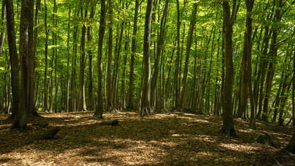 Obraz premium Prefektura Niigata Bijinrin Fresh Green