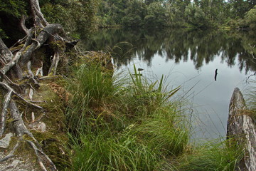 Fototapeta na wymiar Lake Wombat in Westland Tai Poutini National Park,West Coast on South Island of New Zealand 