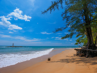 Uninhabited tropical beach with pine trees