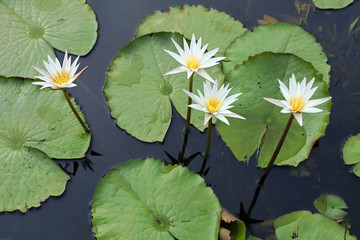 water lily in the pond