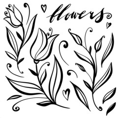 Botanical illustration. Vector. Dnacorative flower, set of leaves and buds. Sketch black and white. Botanical illustration and lettering "flowers". Design elements for pattern, wallpaper, packaging.