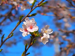 満開の桜と青空