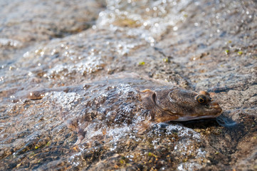Flounder fish covered by sea wave