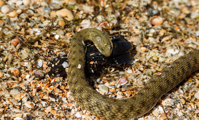 Water Moccasin (Agkistrodon piscivorus) eating male Bullfrog (Rana catesbeiana). Snake caught prey. European runner caught sea fish goby. Snake eats fish caught