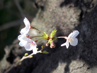 木洩れ日の木の幹に咲く桜の花