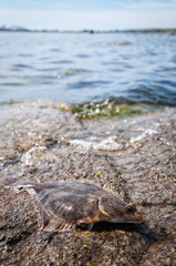 Flounder fishing trophy on the rock
