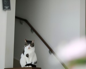 cat