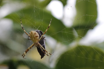 Aranha comendo um inseto