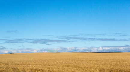 Fototapeta na wymiar Wheat Field