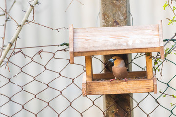 Kernbeißer im Futterhäuschen